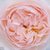 Rose - Rosiers anglais - Ausreef